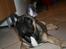 Fransk bulldog Bonzo R.I.P.