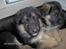 Schæferhund Vennebjergs Iwo - Hos opdrætteren sammen med en af hans søskende