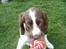 Engelsk springer spaniel Tilde (Willow Purple Nelly)