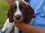 Engelsk springer spaniel Tilde (Willow Purple Nelly)