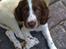 Engelsk springer spaniel Tilde (Willow Purple Nelly)