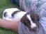Engelsk springer spaniel Tilde (Willow Purple Nelly)