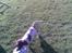 Engelsk springer spaniel Tilde (Willow Purple Nelly)
