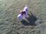 Engelsk springer spaniel Tilde (Willow Purple Nelly)