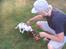 Engelsk springer spaniel Tilde (Willow Purple Nelly)