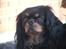 Cavalier king charles spaniel - Chilli - 3 år - Miijn Vulle, 4-ever!!<3