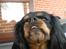 Cavalier king charles spaniel - Chilli - 3 år - "Ska´ du væ´r fræk?!!" "Pdruuu!" :´D<3