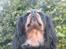 Cavalier king charles spaniel - Chilli - 3 år - I´m the queeen, of the world!!