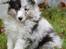 Shetland sheepdog Blue for the right reason - 7 uger