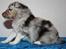Shetland sheepdog Blue for the right reason - 3 uger gamle