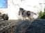 Shetland sheepdog Blue for the right reason - ogs i haven