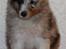 Shetland sheepdog Blue for the right reason - 6 uger