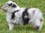 Shetland sheepdog Blue for the right reason - 7 uger