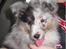 Shetland sheepdog Blue for the right reason - På vej hjem i bilen