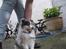 Shetland sheepdog Blue for the right reason - Ude i haven