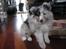 Shetland sheepdog Blue for the right reason - Man kigger meget på pive dyret.