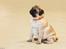 Mops *RBM* Omar Pug Altbox  *Frodo*
