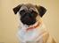 Mops *RBM* Omar Pug Altbox  *Frodo*