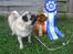 Mops *RBM* Omar Pug Altbox  *Frodo* - Frodo 1 vinder i klassen og BIS 2 til mopse træffet på fyn 2010