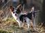 Chihuahua Cindy Sahara - Cindy står tint og venter