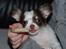 Chihuahua Cindy Sahara - Hih, tykke tykke i bideringen