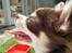 Chihuahua Cindy Sahara - Smukt billede fra siden <3