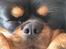 Cavalier king charles spaniel - Chilli - 3 år - Zzzzzzzzzzzzzzzzz....snoooooork........zzzzzzzzzzzzzzzzzzzzzzzzzzzz....