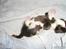 Engelsk springer spaniel Zenta R.I.P. - zenta som en lille baby