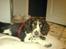 Engelsk springer spaniel Zenta R.I.P. - hej med dig, kommer du for at klø mig???