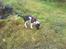 Engelsk springer spaniel Zenta R.I.P. - snuse-snuse-snuse hvad er det jeg kan lugte?????