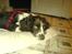 Engelsk springer spaniel Zenta R.I.P. - åhhh det er spændende at udfordre verden, men man bliver nu så træt af det :-)