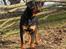 Rottweiler Kean of Nicolas Lion