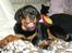 Rottweiler Kean of Nicolas Lion