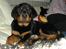 Rottweiler Kean of Nicolas Lion