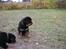 Rottweiler Kean of Nicolas Lion