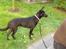Blanding af racer Nala