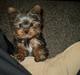 Yorkshire terrier lille per jensen junior.