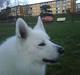 Samojedhund Felix<3solgt til internat