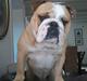 Engelsk bulldog Gizmo