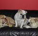 Engelsk bulldog Whiskey - z Mostowego Sadu