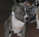 Amerikansk staffordshire terrier India