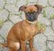 Griffon petit brabancon Nichole