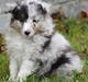 Shetland sheepdog Blue for the right reason