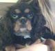 Cavalier king charles spaniel Molly