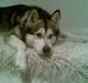 Alaskan malamute Eikie