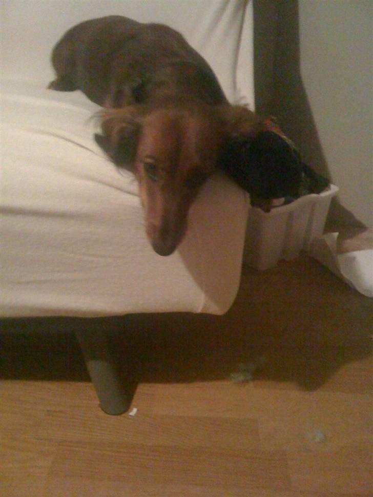 Gravhund Neela billede 11