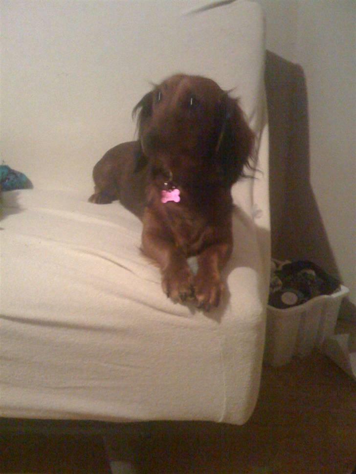 Gravhund Neela billede 12