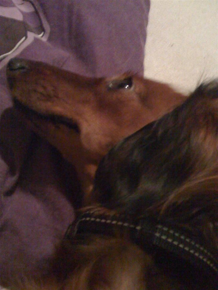 Gravhund Neela billede 13