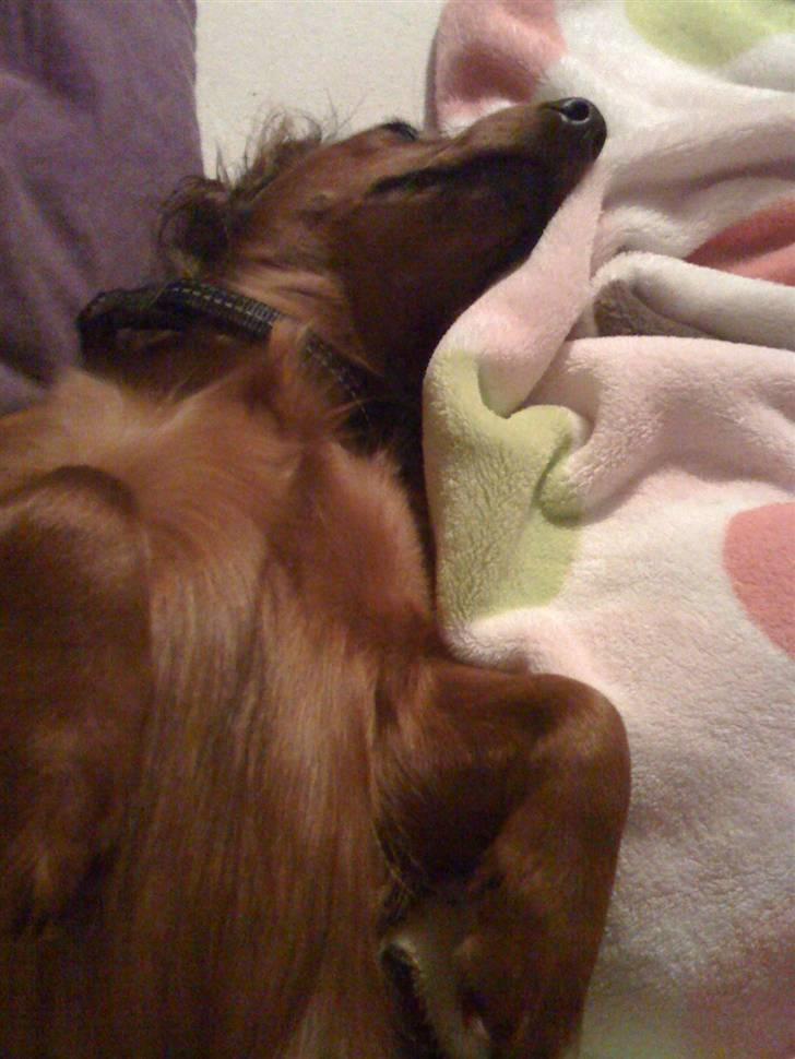 Gravhund Neela billede 14