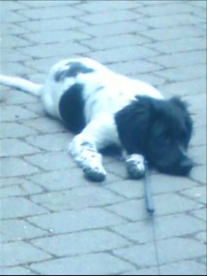 Stabijhoun Coco Chanel  billede 8